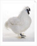 Silkie by Anonymous