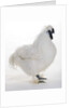 Silkie by Anonymous