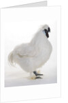 Silkie by Anonymous