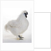 Silkie by Anonymous