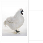 Silkie by Anonymous