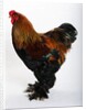 Brahma by Anonymous