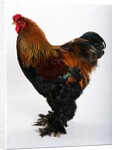 Brahma by Anonymous