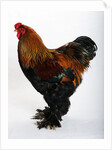 Brahma by Anonymous