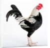 Old English Game Bantam by Anonymous