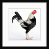 Old English Game Bantam by Anonymous