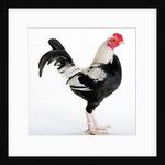 Old English Game Bantam by Anonymous