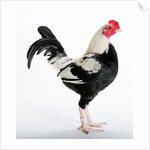 Old English Game Bantam by Anonymous