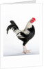 Old English Game Bantam by Anonymous