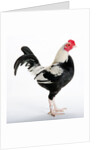 Old English Game Bantam by Anonymous