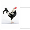Old English Game Bantam by Anonymous
