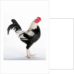 Old English Game Bantam by Anonymous
