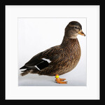 Roen Clair Duck by Anonymous