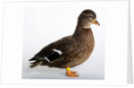 Roen Clair Duck by Anonymous