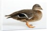 Roen Clair Duck by Anonymous
