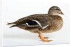 Roen Clair Duck by Anonymous