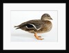Roen Clair Duck by Anonymous