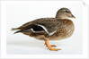 Roen Clair Duck by Anonymous