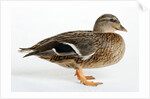 Roen Clair Duck by Anonymous