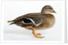 Roen Clair Duck by Anonymous
