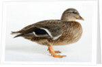Roen Clair Duck by Anonymous