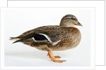 Roen Clair Duck by Anonymous