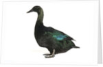 Cayuga Duck by Anonymous
