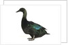 Cayuga Duck by Anonymous