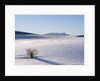 Sand Dune Patterns and Yucca Plants by Anonymous