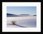 Sand Dune Patterns and Yucca Plants by Anonymous