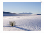 Sand Dune Patterns and Yucca Plants by Anonymous