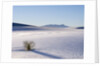 Sand Dune Patterns and Yucca Plants by Anonymous