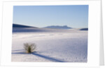 Sand Dune Patterns and Yucca Plants by Anonymous