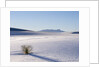 Sand Dune Patterns and Yucca Plants by Anonymous
