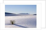 Sand Dune Patterns and Yucca Plants by Anonymous