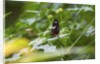 Longwing Butterfly by Anonymous