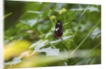 Longwing Butterfly by Anonymous