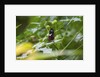 Longwing Butterfly by Anonymous