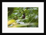 Longwing Butterfly by Anonymous