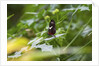 Longwing Butterfly by Anonymous