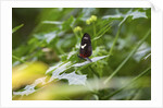 Longwing Butterfly by Anonymous