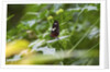 Longwing Butterfly by Anonymous