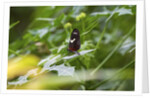Longwing Butterfly by Anonymous