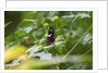Longwing Butterfly by Anonymous