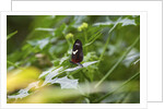 Longwing Butterfly by Anonymous