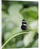 Longwing Butterfly by Anonymous