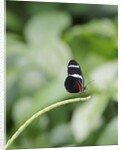 Longwing Butterfly by Anonymous