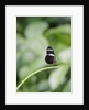 Longwing Butterfly by Anonymous