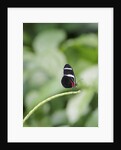 Longwing Butterfly by Anonymous