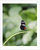 Longwing Butterfly by Anonymous